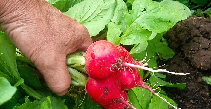 Root Veg