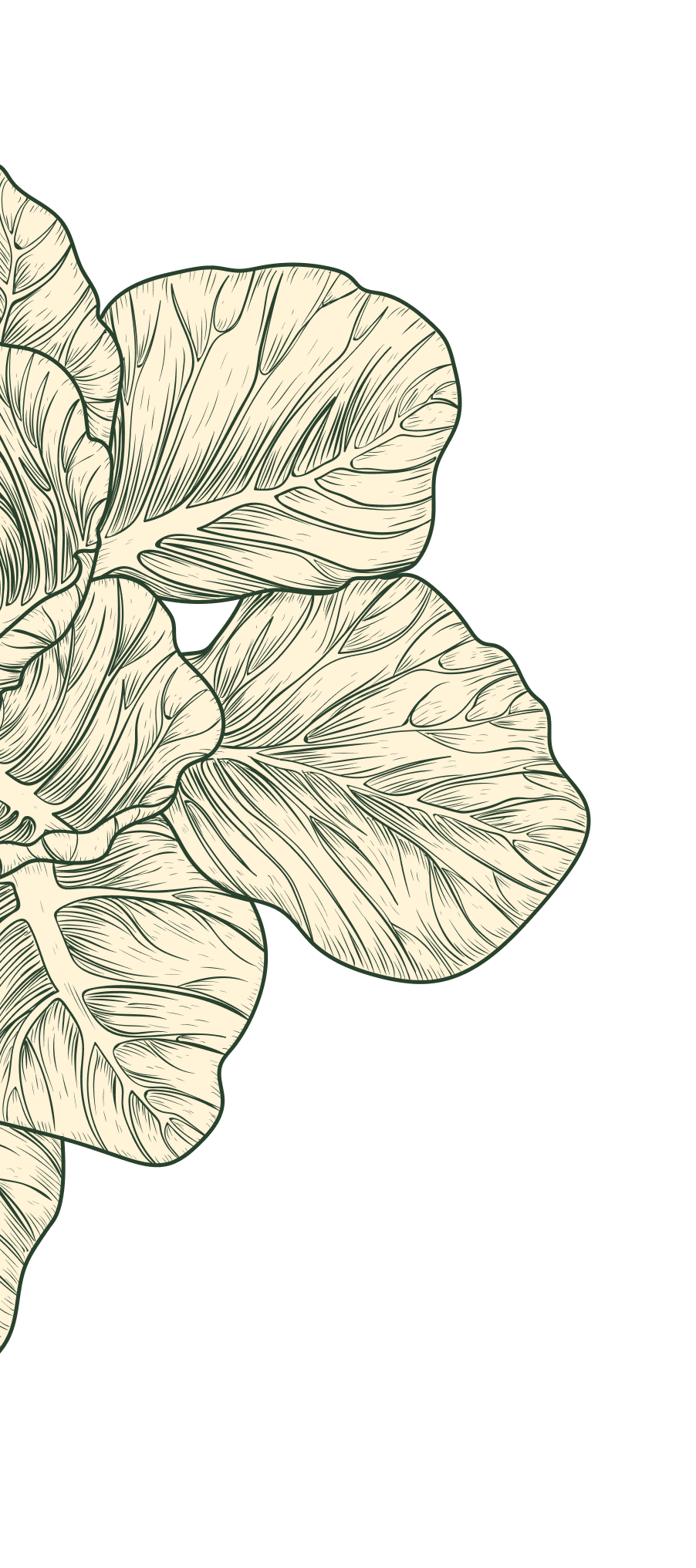 Cabbage